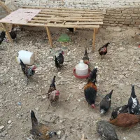 مرغ خروس گلین|حیوانات مزرعه|ملایر, |دیوار