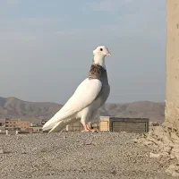 کبوتر طوقی سار ماده