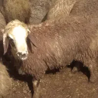 بره نر|حیوانات مزرعه|دورود, |دیوار