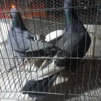 کفتر|پرنده|کرمان, |دیوار