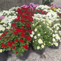 گل های زیبای داودی
