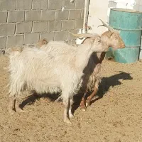 دوعدد بز جوان