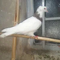 طوقی ماده جوان