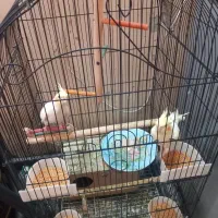 عروس هلندی در هویزه