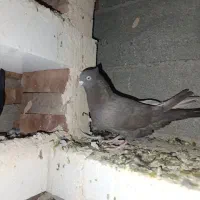 کبوتر فیلی کاکلی ماده