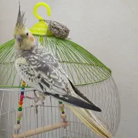 عروس هلندی