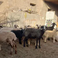 میش بره دار. وبز کهره دارجوان