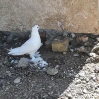 سفید راعبی و سرخ راعبی