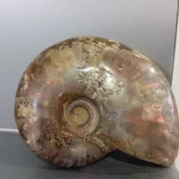 فسیل حلزون|کلکسیون اشیاء عتیقه|مشهد, سیلو|دیوار