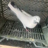 کبوتر پرشی|پرنده|کاشان, صنعت|دیوار