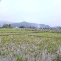 شالیزار در موقعیت خوب در پلاسی