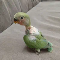 جوجه کوتوله