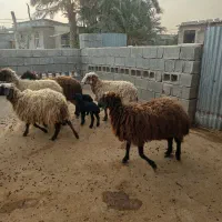 بره ،و میش چاق برای فروش|حیوانات مزرعه|برازجان, |دیوار