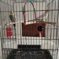 یک جفت عروس هلندی با قفس|پرنده|یزد, |دیوار