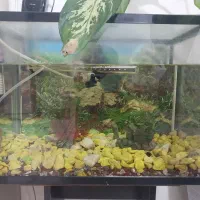 آکواریوم  شرکتی