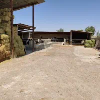 کارگرافغانی متاهل بدون بچه یامجرد گاوداری شهرستان