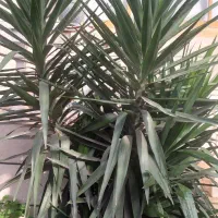 درختچه یوگا زیباوبلند|گل و گیاه طبیعی|پرهسر, |دیوار