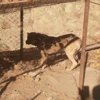 سگ عراقی|سگ|کوهسار (البرز), |دیوار