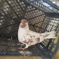 کفتر ماده گرگی کم خال سو قدیم