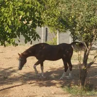اسب دره شوری