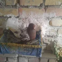 کبوتر|پرنده|ماهنشان, |دیوار