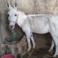 خر الاغ|حیوانات مزرعه|چگنی, |دیوار