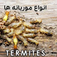 سمپاشی صدراریشه کنی موریانه