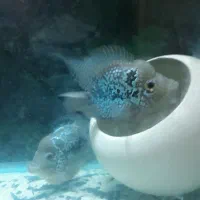 یک جفت فلاورباکس