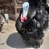 جفت بوقلمون بزرگ و تخم گذار