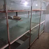 ۴۵ عدد اکواریوم پرورش ماهی زینتی|ماهی|ساوه, |دیوار