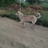 سگ عراقی