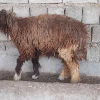 میش داشتی|حیوانات مزرعه|مسجد سلیمان, |دیوار