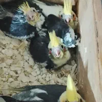 عروس هلندی