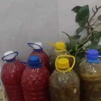 رب و خیار شور محلی