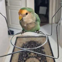 طوطی کوتوله گمشده