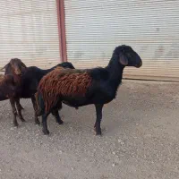 کاور نر