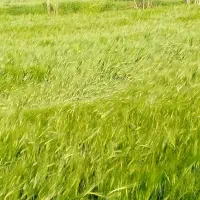 خانه اجاره ای در کوی ولایت