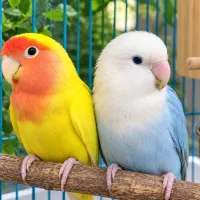 جفت طوطی کوتوله برزیلی
