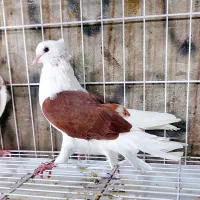 کبوتر دوکت سرخ خال سیا درشت و کشیده|پرنده|بندر ماهشهر, |دیوار