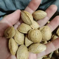 بادام شیرین درختی شیرین