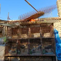 جفت کن کبوتر کفتر