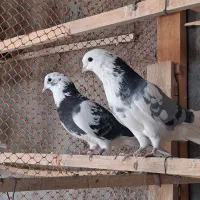 کفتر یاکبوتر|پرنده|ساوه, |دیوار