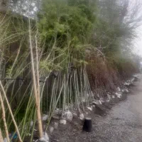 فروش انواع درخت نهال میوه و درختان زینتی گوارشکی