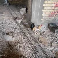 فروش خروس محلی