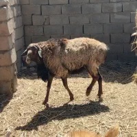 شیشک عربی|حیوانات مزرعه|تربت جام, جامرود|دیوار