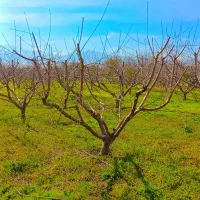 انجام هرس ضمانتی وطراحی باغ|خدمات باغبانی و درختکاری|گرگان, |دیوار