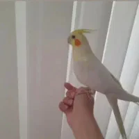 عروس هلندی|پرنده|قم, شاه سید علی|دیوار