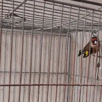 سهره نر وماده|پرنده|شاهین‌شهر, گزبرخوار|دیوار