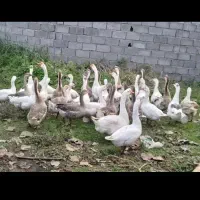 فروش تخم نطفه دار غاز و جوجه غاز و بوقلمون|حیوانات مزرعه|قائم‌شهر, |دیوار