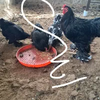 مزرعه پرورش برهما رومانی اصیل